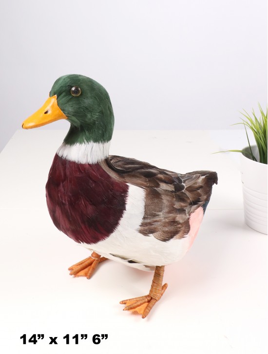 Duck